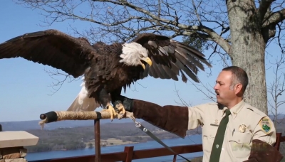 5 BEST EAGLE ATTACKS CAUGHT ON CAMERA