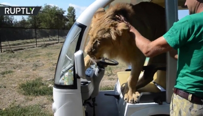 Lion jumps into open vehicle full of tourists on safari tour in Crimea's Taigan park