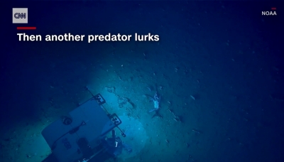 Rare underwater video shows shark feeding frenzy