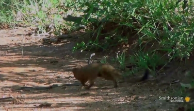 A Mongoose and Black Mamba Fight to the Death