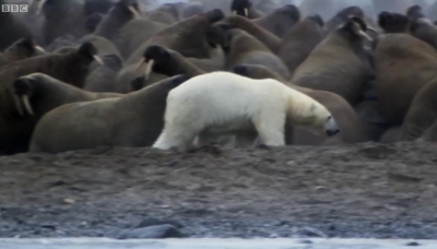 Polar Bear vs Walrus   Planet Earth   BBC Earth