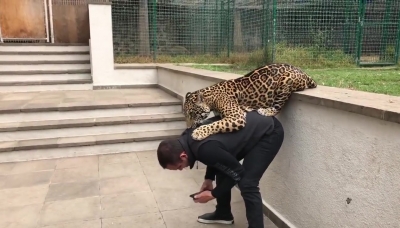 JAGUAR AND TIGER PLAYING WITH OWNER 