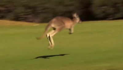 The Kangaroo is the World s Largest Hopping Animal   National Geographic